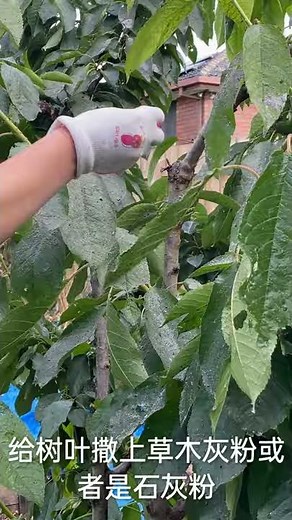 粘叶蜂sawfly的防治方法