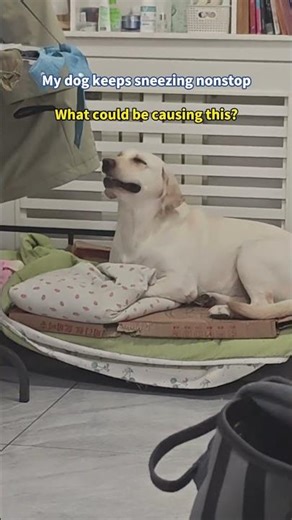 My dog keeps sneezing nonstop. What could be causing this?