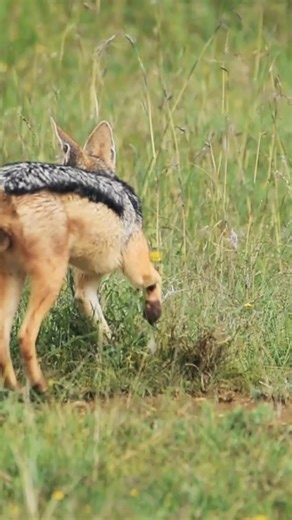 24K views · 103 reactions | The black-backed jackal, the ultimate scavenger and stealthy hunter of the savanna. Playing a crucial role in maintaining nature's balance, one clever trick at a time. #blackbackedjackal #savannahwildlife #wildlifeconservation #nature #porcupinetours | Porcupine Tours | Facebook
