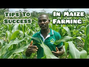 5 Tips To A Successful Maize Farming | How To Succeed In Maize Production | Frenat Farms