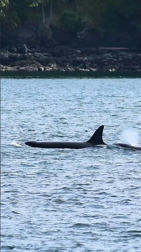 We Saw ORCAS! 🐋