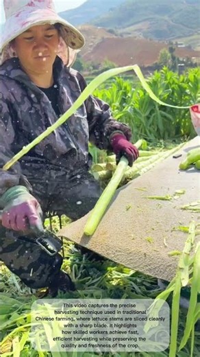 Traditional Chinese Farming: Slicing Through Lettuce Stems Like Butter 🔪