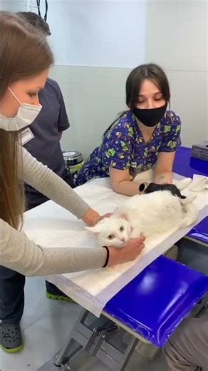 Sofa Was Taken for Surgery! Part 2