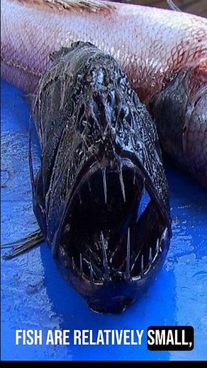 Fang Tooth Fish: Deep Sea Predators