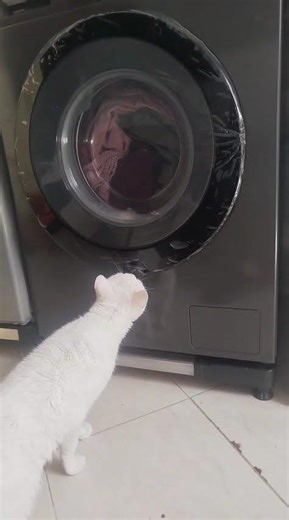 The cat is afraid of the washing machine.#kitten #animals #cute #funny #toys #pets #cat #funnycats