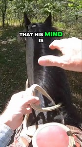 749K views · 5.1K reactions | In this video, we dive into a horse's natural instincts and thoughts during a riding session. Our discussion reveals how a horse's connection to its herd influences its focus and responsiveness, showcasing essential training techniques for better communication. #HorseTraining #EquineBehavior #RidingTips #HorseWhisperer #EquestrianLife #AnimalInstincts #HorseLovers #TrainingInsights #MindfulRiding #ConnectWithYourHorse | Ed's Walking Horses | Facebook
