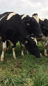 2.3K views · 223 reactions | People often ask how I can tell my cows...