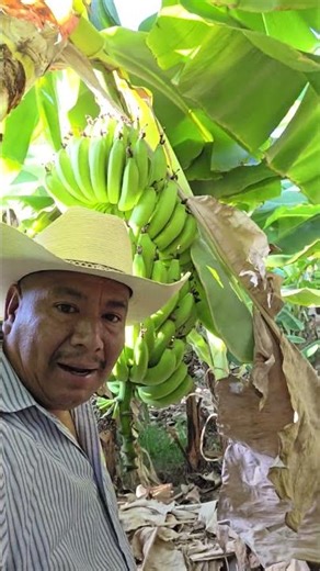 Cultivo platanal en tierra caliente