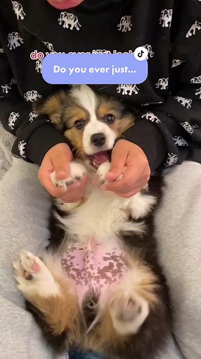 how is this possible? 😍 #loveyourdog #ollieandbutler