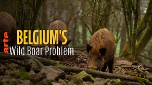 Re: Belgium's Wild Boar Problem - Watch the full documentary in English