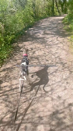 Can my whippet walk without a lead? .#whippet #puppytraining #dogmom