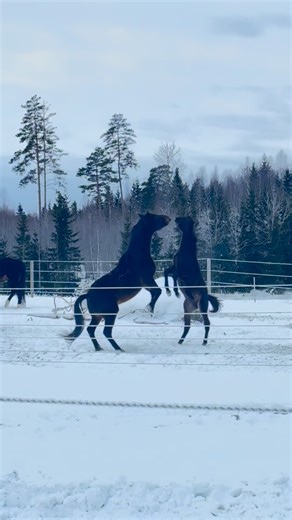 Emma Csendes on Instagram: "Det kanske allra finaste, med att föl-gänget nu är ute i stor flock igen efter 3 månader i mindre och tråkigare hage (SÅKLART förutom faktumet att Bettan är tillräckligt bra för det 🙏❤️)… … är Räkans nytändning. 🥹 Han har mått lite… svajigt här under hösten. Haft några sämre perioder. Man märker ju SÅ tydligt på Räkan. Han är, i en bra period, bara… SÅ MYCKET. Av ALLT. Och när han då i en sämre period blir… grå. Inåtvänd. Lite ”utanför”. Ibland ARG. Det gör ont att 