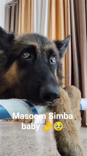 cute baby simba 😚💟#simba #shorts #viral #funny #comedy