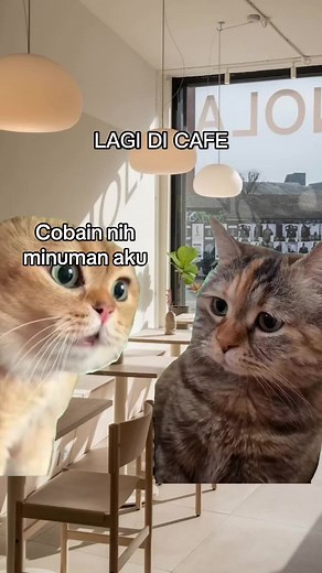 Kompilasi Meme Lucu Kucing yang Bikin Ngakak