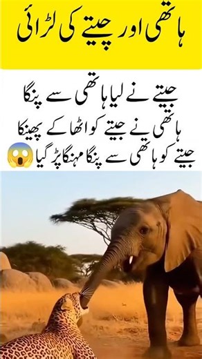 Elephant vs Cheetah | Shocking Wildlife Encounter Caught on Camera
