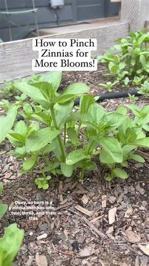 3.3K views · 23 reactions | Zinnia pinching tips Comment...
