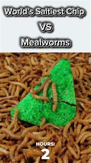 Can Mealworms Survive The WORLD'S SALTIEST Chip?#shorts #feedingfrenzy #mealworms