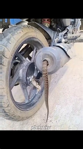 Snake Island 🏝️#shorts #facts