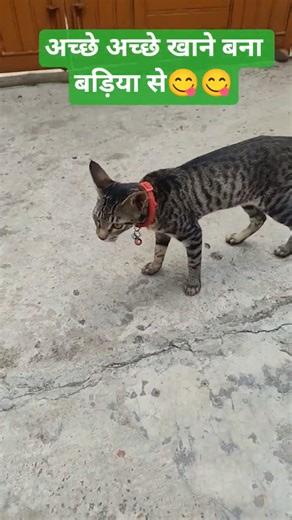 mummy ji aap ki नंद आ रही हैं #catcomedy#catworld #trending #short # viral #video#cat laver ay#