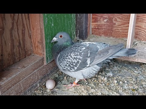 #54 掃除をしようとしたら…鳩が卵を産もうとしてたww 【瞬間映像】 #レース鳩#鳩#鳩舎#平和の象徴 #nowar #birdlife
