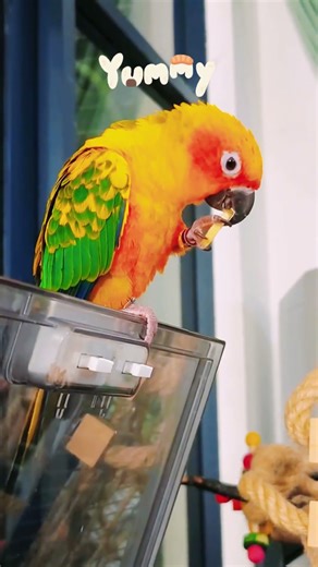 Sun Conure Enjoying Its Favorite Food – Cute Parrot Snack Time! 😍 #Shorts #SunConure
