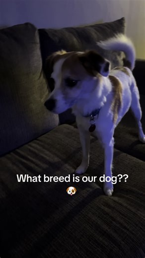 What Breed Is Our Dog Max?