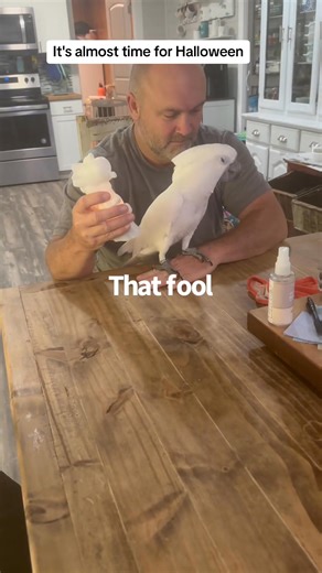 Boi #fyp #viral #cockatoo #halloween #subtitles | Busterrthecockatoo