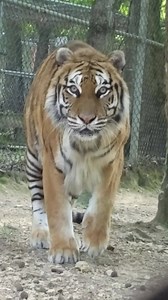 5.6K views · 302 reactions | Nothing like a tiger pounce to start your day. | Tigers for Tomorrow at Untamed Mountain | Facebook