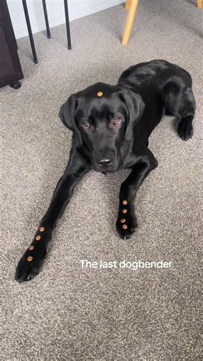 Merry Christmas from Ilia the Labrador 🎄