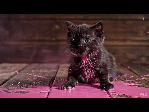 "Tiny Paws, Big Explosions: Cinematic Kitten Slow-Mo" (Failure)