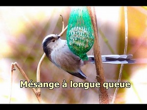 mésange à longue queue
