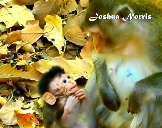 So sad to see little baby monkey ALBA raises two hands to beg momma ANNA to allow her to milk #babymonkey | Joshua Norris