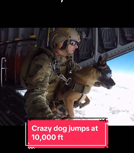 Military Dog Skydives From 10,000 Feet