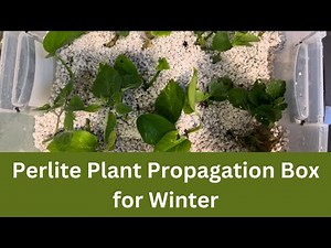 Make Perlite Propagation Box for Growing Plant’s Cuttings in Winter | Perlite Propagation Box |