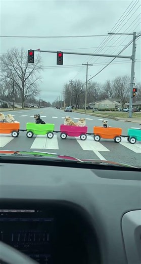 The Most Adorable Traffic Delay Ever 🐶🚦 Dog Wagon Train. #dog #doglove #dogshorts #pets