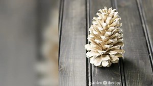 2.2K views · 47 reactions | Bleaching pine cones is such a simple holiday craft, yet it looks artisanally done! Go on a walk, gather some pine cones, then follow this video.  https://gardentherapy.ca/bleached-pinecones/ | Garden Therapy with Stephanie Rose | Facebook