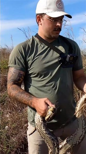 PYTHON MADNESS 🐍🔥🐍 #shorts #ytshorts