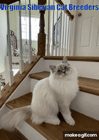 Virginia Siberian Cat Breeders on Make a GIF