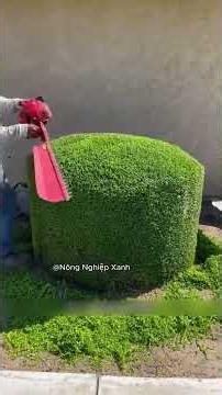THE ART OF PERFECT GREEN TREE TRIMMING