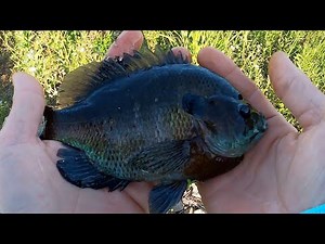 Maxcatch Tenkara 13ft, 7:3 Action Rod, Fishing Review