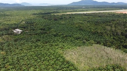 26 reactions | Baw Bamboo Farm, Ranong, Thailand | Tropical Bamboo Nursery & Gardens | Facebook