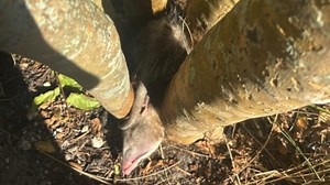 37K views · 1.7K reactions | Woman finds big surprise in a tree We interviewed instagram.com/swamp_girl for this video produced exclusively by GeoBeats. | GeoBeats Animals | Facebook