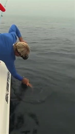 First fishing TV show to catch hogfish by hook and line that we know of. Have you ever targeted this wrasse? #fishing #hogfish #tampabayfishing | Addictive Fishing