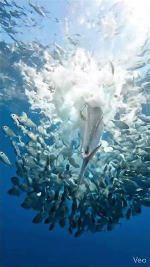 You Won’t Believe What’s Hiding Here… #OceanSecrets #UnderwaterWorld #DeepSea #Shorts #Explore