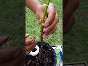 Injerto de avocado,palta,aguacate.