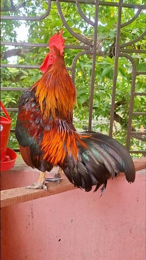 Morning Wake Up Call | Natural Rooster Crowing Sound 🐓 #RoosterCrowing#Farm#AnimalSounds#RealSound