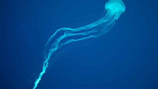 The World’s Most Dangerous Jellyfish