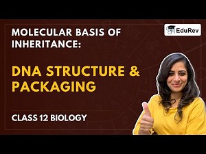 DNA Structure and Packaging Video Lecture | Biology Class 12 - NEET
