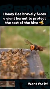 572K views · 459 reactions | This brave Honey Bee takes on a giant hornet to protect the hive  #fyp #trending #viral #FreedomChasers #reaction #bee #honeybee #hornet #bees #hive #queenbee #protect #workerbee #defend #insects | Freedom Chasers | Facebook