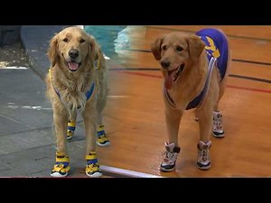 Air Bud RETURNS! Meet (Dog) Star Buddy as Franchise Celebrates 15th Movie (Exclusive)